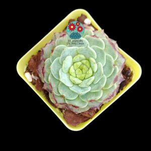 Echeveria "Rouge" (importación)