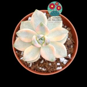 Graptoveria "Victor Kane" variegata