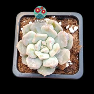 Echeveria "Cream puff"