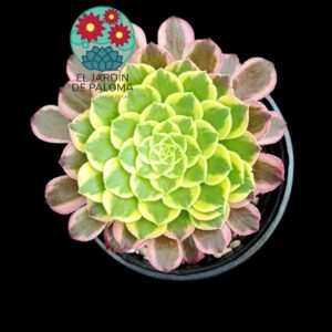 Aeonium "Morning glow" variegata (importación)