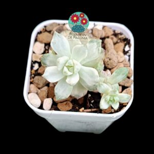 Echeveria "Tango platinum"  (importación, maceta pequeña)