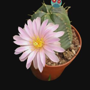 Echinocereus Kniippelianus