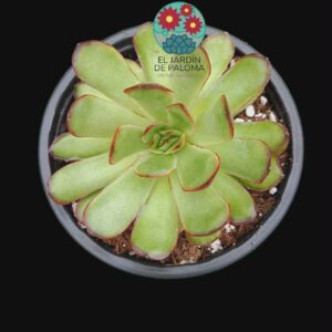 Echeveria pulidonis "Magma pearl"