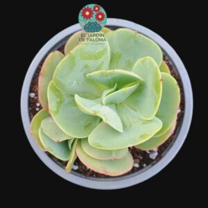 Echeveria Mandala citrus (buen tamaño)
