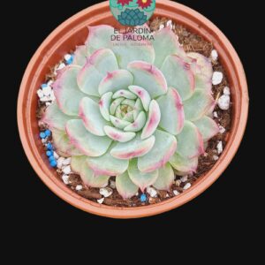 Echeveria Maribel (novedad,es grande)