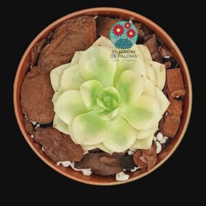 Echeveria Nicksana variegata (importación)