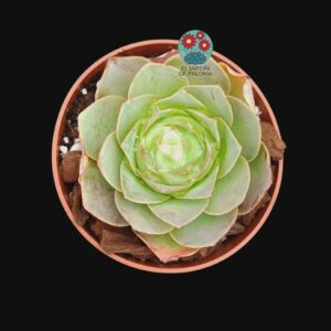 Greenovia "Pandora" (importación, saliendo raíces)