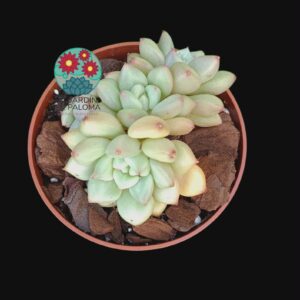 Echeveria "Gold Ivory" bouquet (importacion, raíz compacta)