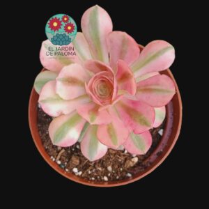 Aeonium Pink winch silk variegata (maceta grande)