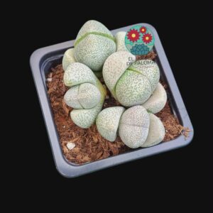 Pleiospilos nelii