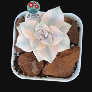 Graptopelatum Purple delight variegata (importación,poca raíz)