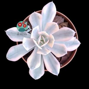 Echeveria Runyonii rose ex "Walther" variegata (importación)