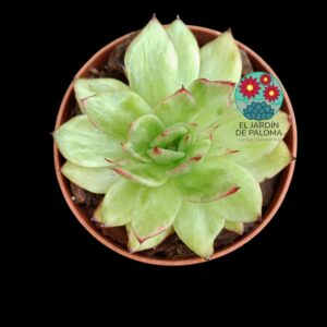 Echeveria agavoides "Sky shine" variegata (importación)