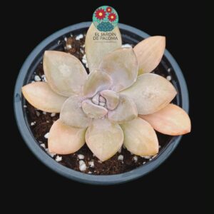 Graptoveria Supreme