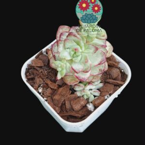 Echeveria "Tango platinum" variegata (importación, poca raíz)