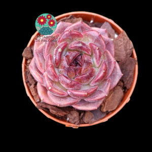 Echeveria "Cranberry" (importación)