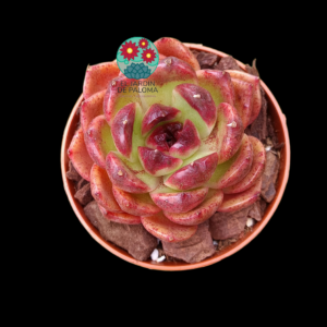 Echeveria agavoides "Deep red" (importación)