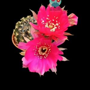 Lobivia arachnacantha híbrida flor fucsia