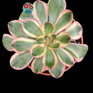 Aeonium Zeus variegata (importación)