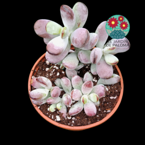 Cotyledon orbiculata "Higginsiae"