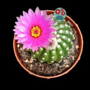 Notocactus uebelmannianus inermis