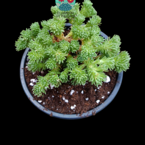 Sedum multiceps