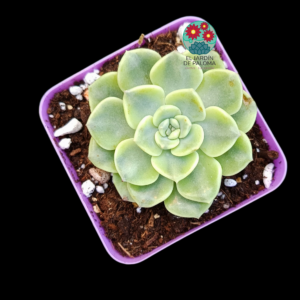 Echeveria Tinkerbell variegata