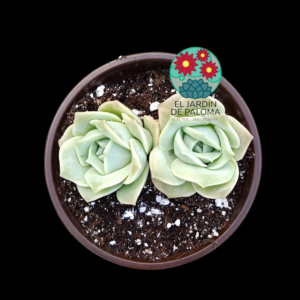 Graptoveria Lovely rose doble roseta