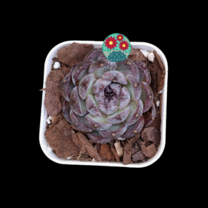 Echeveria "Blue berry" ( importación)