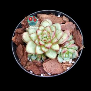 Echeveria "Jelly Adam" cluster (importación, maceta pequeña)