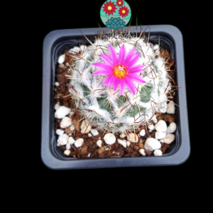 Turbinicarpus viereckeii