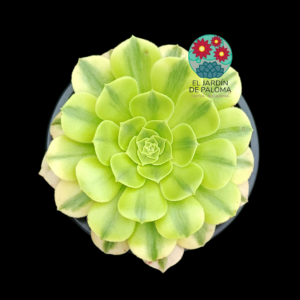 Aeonium Maybach variegata