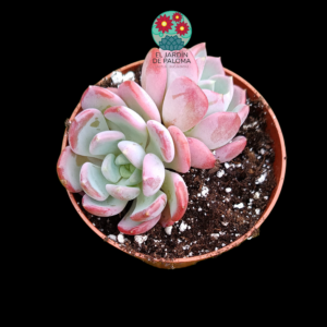 Echeveria Crystal doble roseta