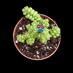 Crassula marchandii