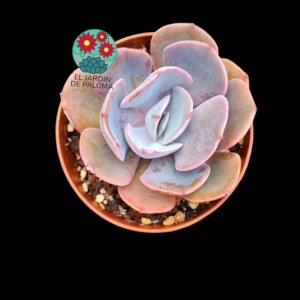 Echeveria Dusty rose