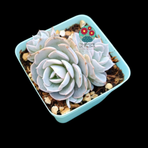 Echeveria Runyonii rose bouquet