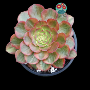 Aeonium Lin Lang variegata (importación)