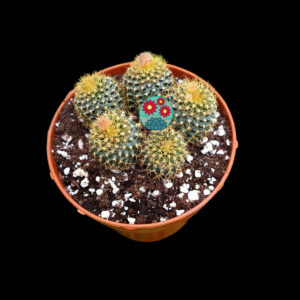 Frailea magnífica var. curvispina x 4
