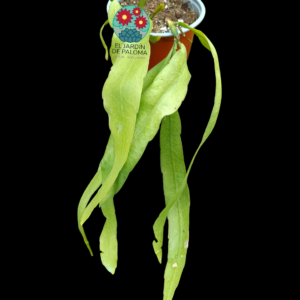 Epiphyllum pumillum (muy grande, flor blanca grande)