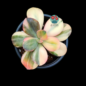 Echeveria "Primadonna" variegata