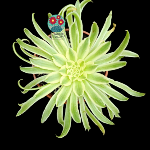 Aeonium Chrysanthemum variegata (importación, es grande)