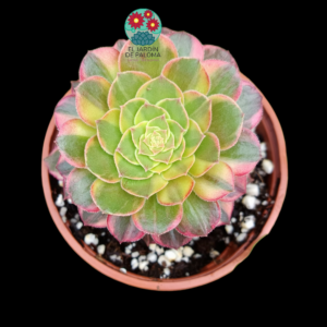 Aeonium "Fiesta" variegata con hijuelo