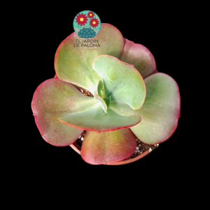 Echeveria Suyon (es grande)