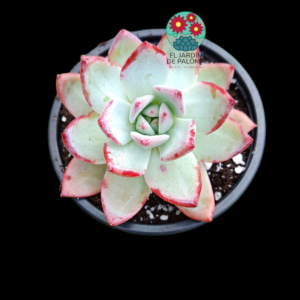Echeveria Colorata híbrida