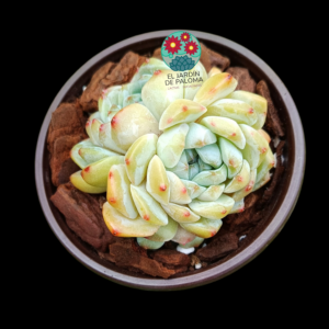 Echeveria "Pink Peach" doble roseta (importación, buen tamaño)