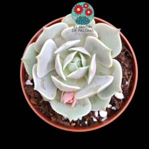 Echeveria Lola
