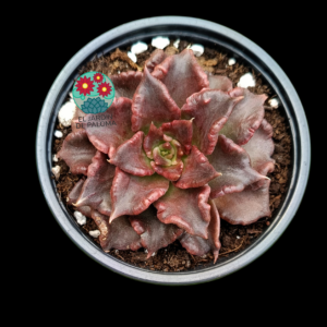 Echeveria Super bowl