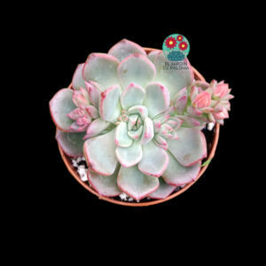 Echeveria Tamina