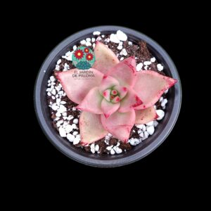 Echeveria agavoides Romeo de selección
