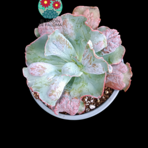 Echeveria Etna (tamaño y maceta grandes)